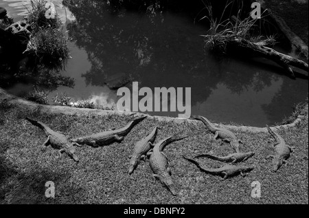 Les crocodiles, couchage ferme Sun City, Afrique du Sud. Banque D'Images