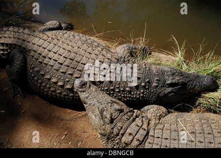 Les crocodiles, couchage ferme Sun City, Afrique du Sud. Banque D'Images