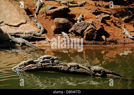 De nombreux crocodiles se prélasser à Sun City, Afrique du Sud. Banque D'Images