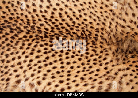 Vue rapprochée de la peau d'un Guépard (Acinonyx jubatus) Banque D'Images