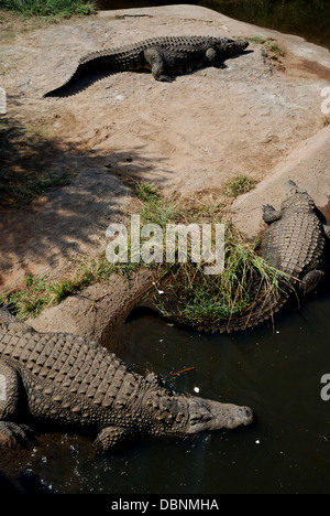 Le crocodile à Sun City, Afrique du Sud. Banque D'Images