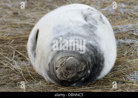 Un nouveau-né très mignon bébé phoque gris couché sur la plage au Donna Nook seal sanctuary par temps froid par temps froid Banque D'Images