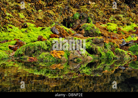 Les colonies d'algues et d'invertébrés dans passage Burnaby Haida Gwaii Haanas Gwaii Queen Charlotte Islands NP British Columbia Canada Banque D'Images