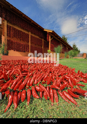 Piments frais sur la pelouse, la Baranja, Italy, Europe Banque D'Images