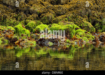 Réflexions à Burnaby Narrows à marée basse Haida Gwaii Haanas Gwaii Queen Charlotte Islands NP British Columbia Canada Banque D'Images