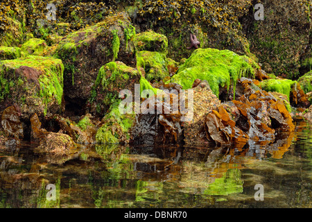 Réflexions à Burnaby Narrows à marée basse Haida Gwaii Haanas Gwaii Queen Charlotte Islands NP British Columbia Canada Banque D'Images