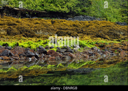 Réflexions à Burnaby Narrows à marée basse Haida Gwaii Haanas Gwaii Queen Charlotte Islands NP British Columbia Canada Banque D'Images