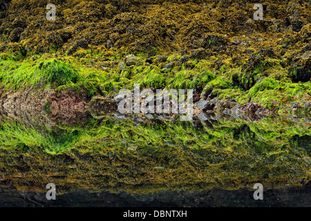 Réflexions à Burnaby Narrows à marée basse Haida Gwaii Haanas Gwaii Queen Charlotte Islands NP British Columbia Canada Banque D'Images