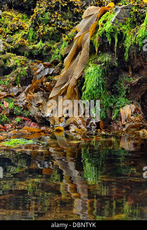 Réflexions à Burnaby Narrows à marée basse Haida Gwaii Haanas Gwaii Queen Charlotte Islands NP British Columbia Canada Banque D'Images