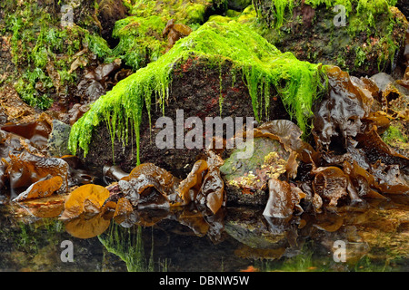 Réflexions à Burnaby Narrows à marée basse Haida Gwaii Haanas Gwaii Queen Charlotte Islands NP British Columbia Canada Banque D'Images