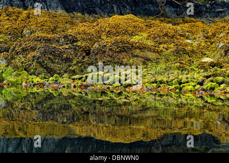 Réflexions à Burnaby Narrows à marée basse Haida Gwaii Haanas Gwaii Queen Charlotte Islands NP British Columbia Canada Banque D'Images