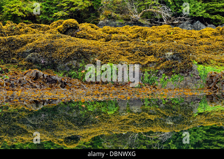 Réflexions à Burnaby Narrows à marée basse Haida Gwaii Haanas Gwaii Queen Charlotte Islands NP British Columbia Canada Banque D'Images