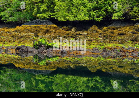 Réflexions à Burnaby Narrows à marée basse Haida Gwaii Haanas Gwaii Queen Charlotte Islands NP British Columbia Canada Banque D'Images