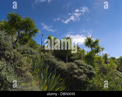 Dh du cap Reinga Nouvelle-zélande palmiers arbre à thé au Manuka gommage Péninsule Aupouri bush Banque D'Images