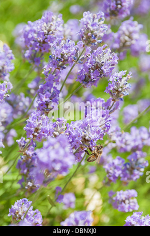 Une abeille sur Lavande Anglaise 'Hidcote Blue',Lavandula angustifolia, un arbuste aromatique à feuilles persistantes avec du violet-fleurs violettes. Banque D'Images