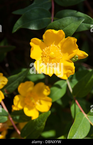 Le millepertuis 'Hidcote', x Hypericum hidcote. Un petit arbuste semi-touffue avec étroitement ovée feuilles & fleurs jaunes. Banque D'Images