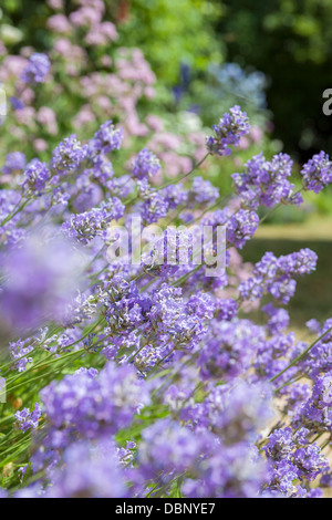 Lavande Anglaise, 'Hidcote Blue',Lavandula angustifolia, magnifiquement evergreen parfumés arbuste aromatique avec du violet-fleurs violettes Banque D'Images