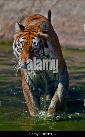 Aysha, tigre du Bengale (panther tigris tigris), Isle of Wight Zoo, Sandown, Isle of Wight, Hampshire, Angleterre Banque D'Images