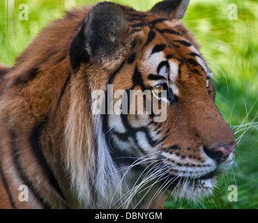 L'Amur Rajiv/tigre du Bengale (Panthera tigris) mâle, Isle of Wight Zoo, Sandown, Isle of Wight, Hampshire, Angleterre Banque D'Images