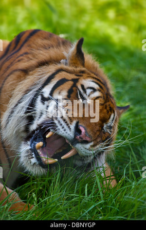 L'Amur Rajiv/tigre du Bengale (Panthera tigris) mâle, Isle of Wight Zoo, Sandown, Isle of Wight, Angleterre Banque D'Images