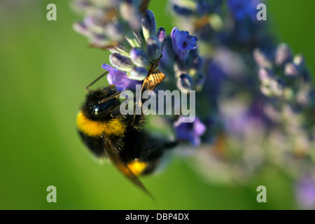 Bumblebee dans champ de lavande, île de Hvar, Croatie, Europe Banque D'Images