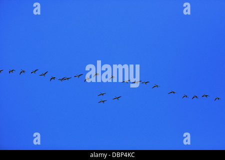 Nuée d'oiseaux sur fond de ciel bleu Banque D'Images