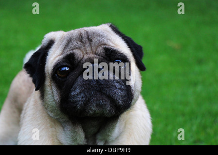 Adorable pug beige à l'extérieur avec un fond d'herbe verte Banque D'Images