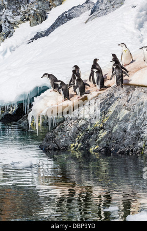 Gamla adultes (Pygoscelis antarctica), Cuverville Island, l'Antarctique, dans le sud de l'océan, les régions polaires Banque D'Images