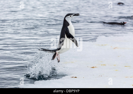 Des profils pour la jugulaire penguin (Pygoscelis antarctica), Port Lockroy, l'Antarctique, dans le sud de l'océan, les régions polaires Banque D'Images