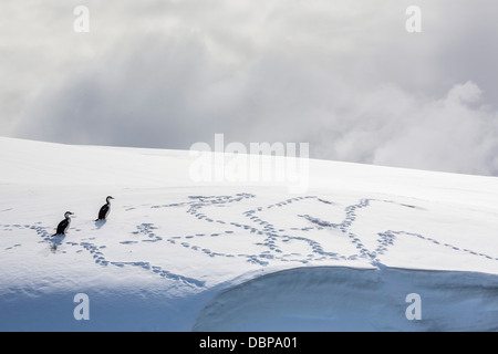 L'Antarctique adultes se tape (Phalacrocorax atriceps) bransfieldensis) (sur la neige dans l'entreprise, l'Antarctique, régions polaires Banque D'Images