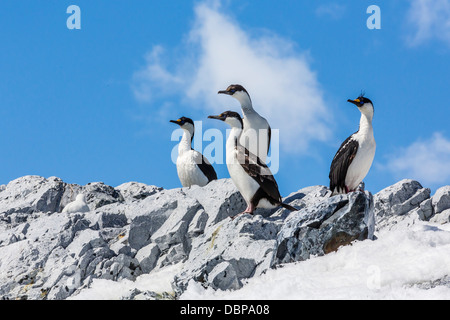 L'Antarctique adultes se tape (Phalacrocorax atriceps bransfieldensis) (Entreprise), îles, l'Antarctique, régions polaires Banque D'Images