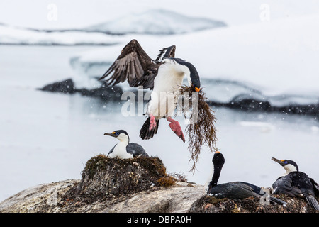 L'Antarctique adultes se tape (Phalacrocorax atriceps) bransfieldensis) (colonie de reproduction, sur l'Île Jougla Point, Weincke, Antarctique Banque D'Images