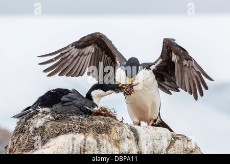 L'Antarctique adultes se tape (Phalacrocorax atriceps) bransfieldensis) (colonie de reproduction, sur l'Île Jougla Point, Weincke, Antarctique Banque D'Images