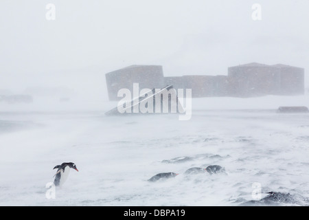 Manchots adultes (Pygoscelis papua) dans la tempête de neige, Port Foster, Deception Island, l'Antarctique, dans le sud de l'océan, les régions polaires Banque D'Images