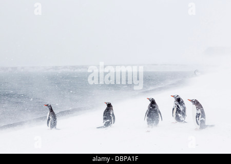 Manchots adultes (Pygoscelis papua) dans la tempête de neige, Port Foster, Deception Island, l'Antarctique, dans le sud de l'océan, les régions polaires Banque D'Images