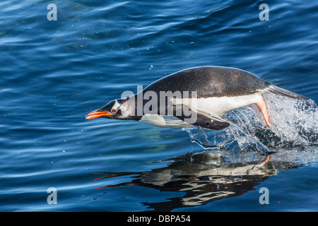 Manchots adultes (Pygoscelis papua) en tangage Mickelson Harbour, l'Antarctique, dans le sud de l'océan, les régions polaires Banque D'Images