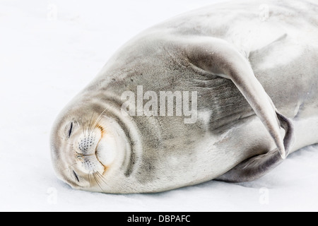 Phoque de Weddell (Leptonychotes weddellii) sur glace à Snow Island, Îles Shetland du Sud, l'Antarctique, océan du Sud Banque D'Images