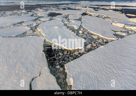 Première année de la glace de mer et à proximité de l'Île Petermann brash, côté ouest de la péninsule Antarctique, dans le sud de l'océan, les régions polaires Banque D'Images