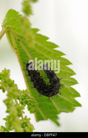 Carte de Caterpillar (Araschnia levana) papillon Banque D'Images