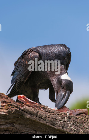 Le corbeau (Corvus crassirostris) se nourrissant d'une carcasse, le parc national des montagnes du Simien, région d'Amhara, en Éthiopie Banque D'Images