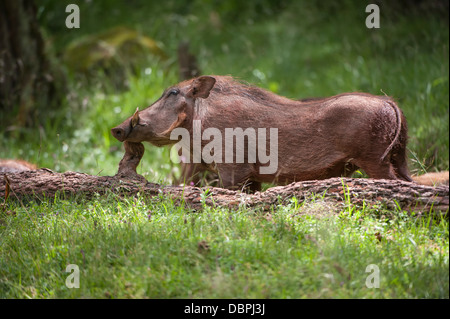 Phacochère (Phacochoerus africanus érythréen aeliani) rayer sur une bûche, montagnes de balle, l'Éthiopie, l'Afrique Banque D'Images