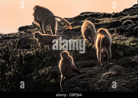 Les babouins gélada (Theropithecus Gelada) sur une falaise au coucher du soleil, le parc national des montagnes du Simien, région d'Amhara, en Éthiopie Banque D'Images