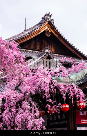 Cherry Blossom tree dans le quartier de Geisha Gion, Kyoto, Japon, Asie Banque D'Images