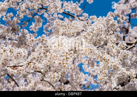 Fleur de cerisier dans le parc Maruyama-Koen, Kyoto, Japon, Asie Banque D'Images