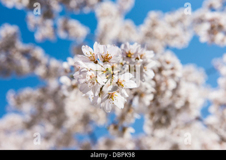 Fleur de cerisier dans le parc Maruyama-Koen, Kyoto, Japon, Asie Banque D'Images