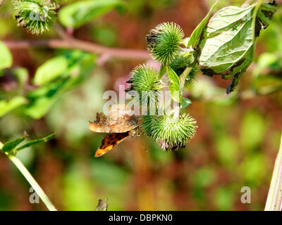 Betchworth, Surrey, UK. 2 Août, 2013. Une virgule papillon avec son livre blanc 'virgule' d'où il tire son nom, repose sur une plus grande bardane dans une zone humide pré sur les rives de la rivière Mole à Betchworth Surrey, jeudi 1er août 2013. Crédit : Photo de l'agent de Lindsay /Alamy Live News Banque D'Images