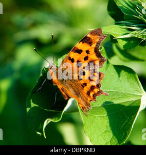 Betchworth, Surrey, UK. 2 Août, 2013. Une virgule Butterfly repose sur une plus grande feuille de bardane dans une zone humide pré sur les rives de la rivière Mole à Betchworth Surrey, jeudi 1er août 2013. Crédit : Photo de l'agent de Lindsay /Alamy Live News Banque D'Images