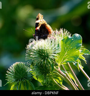 Betchworth, Surrey, UK. 2 Août, 2013. Un papillon Vulcain Vanessa atalanta repose sur une fleur de bardane dans une zone humide pré sur les rives de la rivière Mole à Betchworth Surrey, jeudi 1er août 2013. Crédit : Photo de l'agent de Lindsay /Alamy Live News Banque D'Images