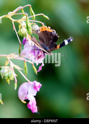 Betchworth, Surrey, UK. 2 Août, 2013. Un papillon amiral rouge en lambeaux Vanessa atalanta repose sur une fleur dans une prairie humide sur les rives de la rivière Mole à Betchworth Surrey, jeudi 1er août 2013. Crédit : Photo de l'agent de Lindsay /Alamy Live News Banque D'Images