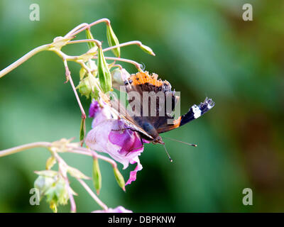 Betchworth, Surrey, UK. 2 Août, 2013. Un papillon amiral rouge en lambeaux Vanessa atalanta repose sur une fleur dans une prairie humide sur les rives de la rivière Mole à Betchworth Surrey, jeudi 1er août 2013. Crédit : Photo de l'agent de Lindsay /Alamy Live News Banque D'Images